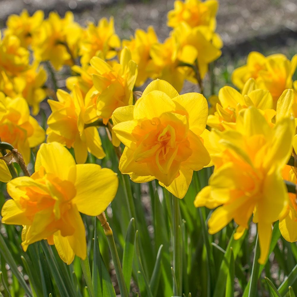 Narcissus 'Queen's Day'