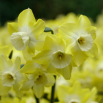  Narcissus 'Regeneration'