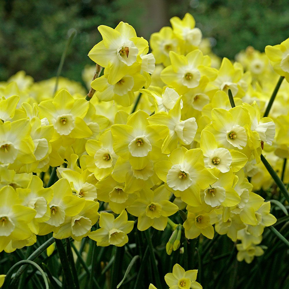 Narcissus 'Regeneration' White Flower Farm