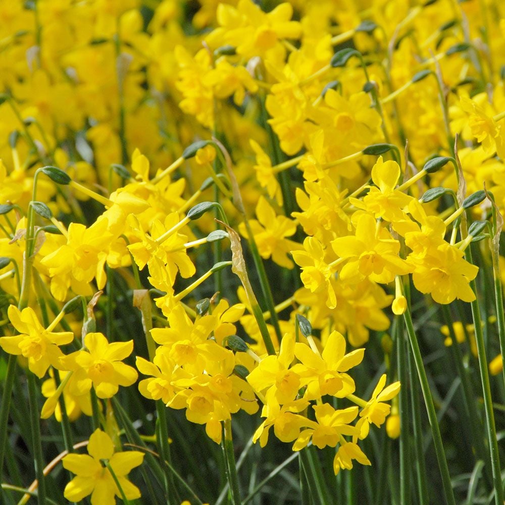 Narcissus 'Twinkling Yellow'