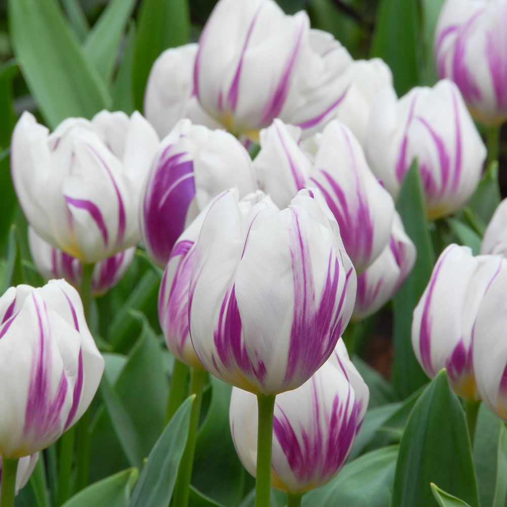 Tulip 'Flaming Flag'