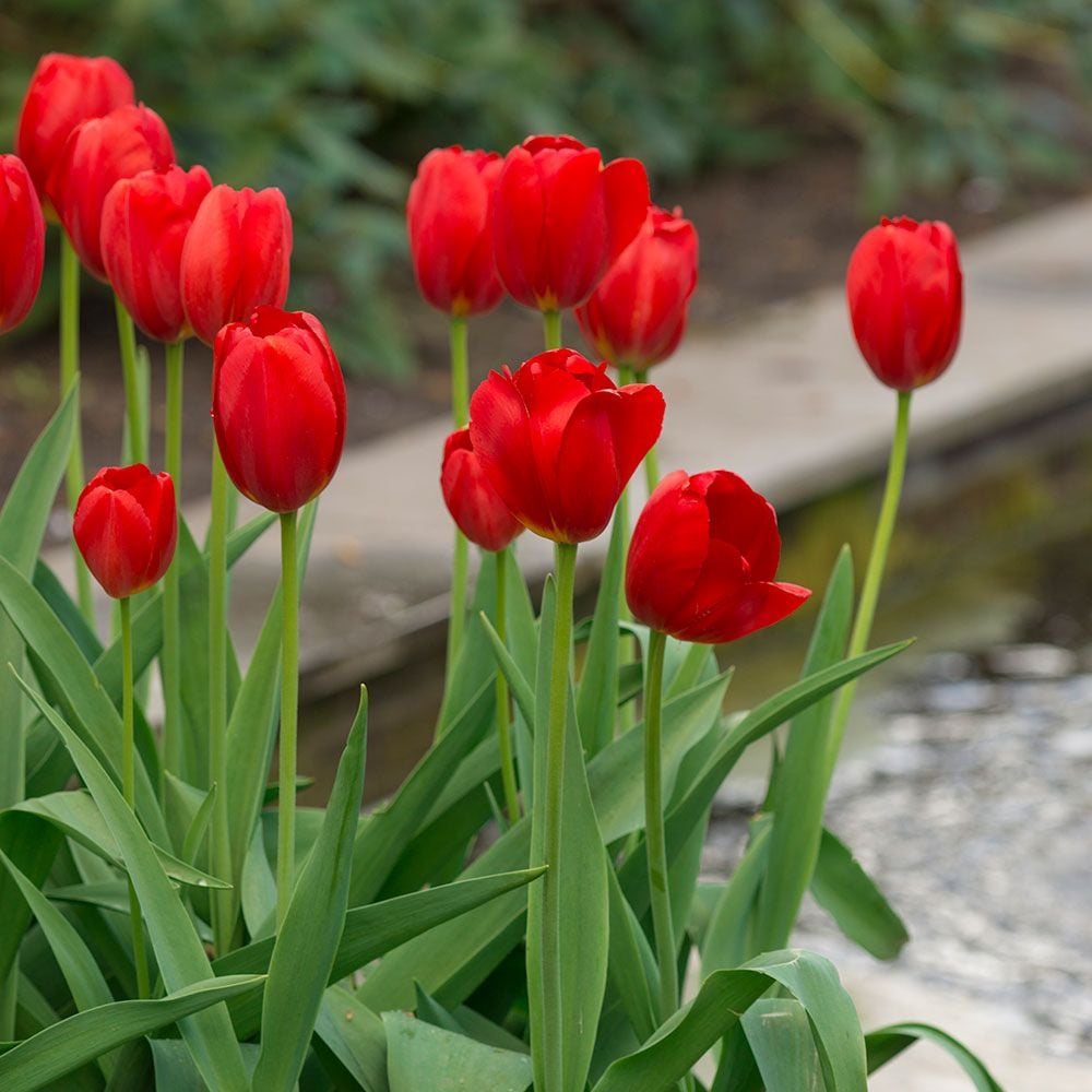 Tulip 'Arcade'