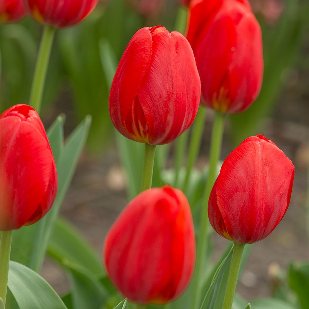 Tulip 'Arcade' White Flower Farm