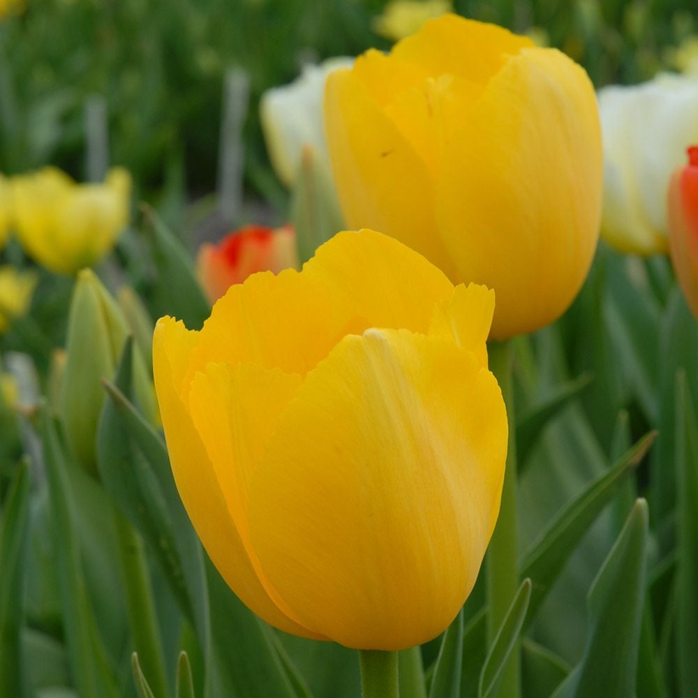 Tulip 'Golden Prins Claus'