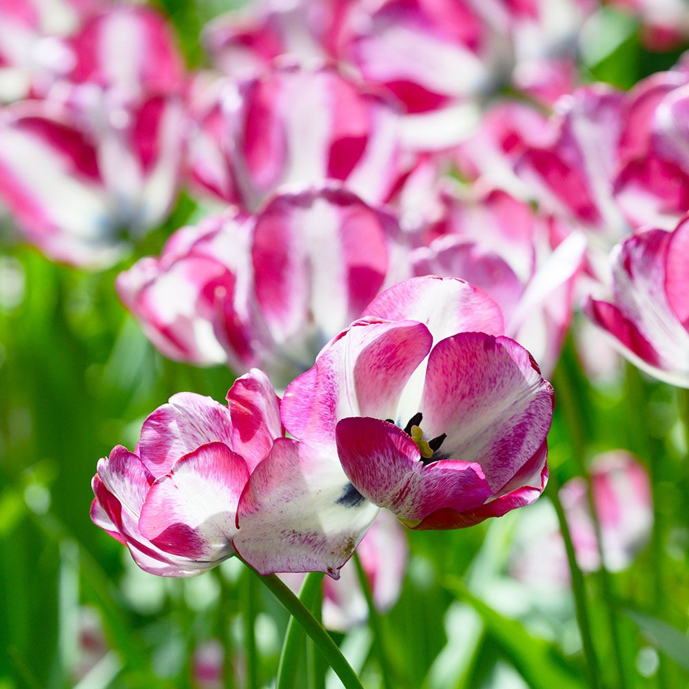 Tulip 'Hotpants' | White Flower Farm