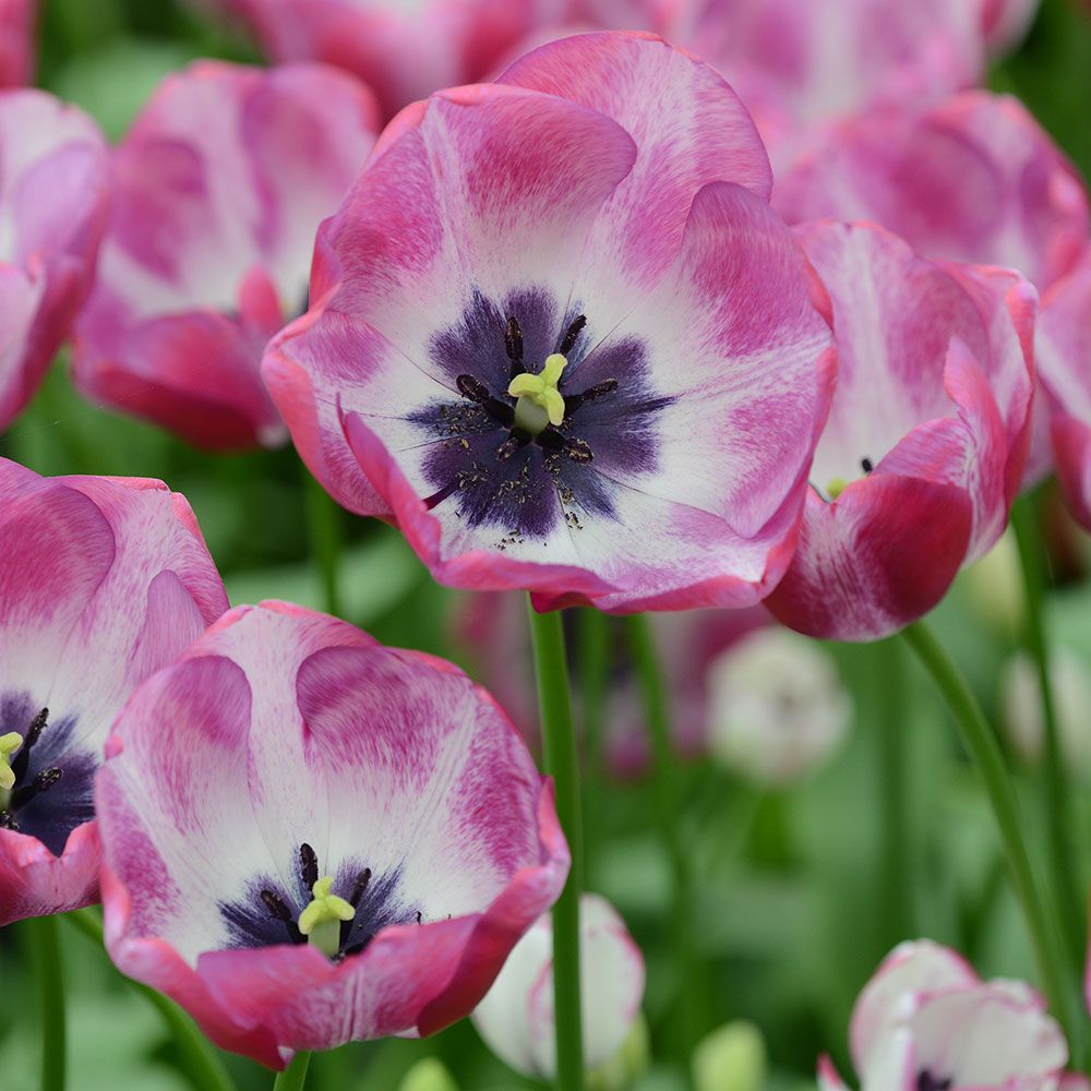 Tulip 'Hotpants' | White Flower Farm