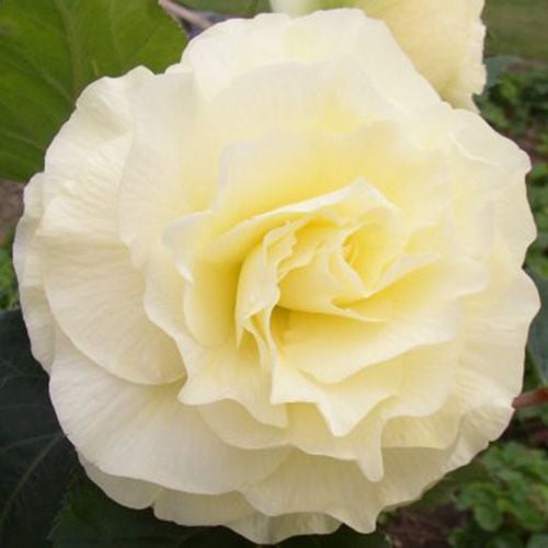 Begonia 'Whispers' Blackmore & Langdon White Flower Farm