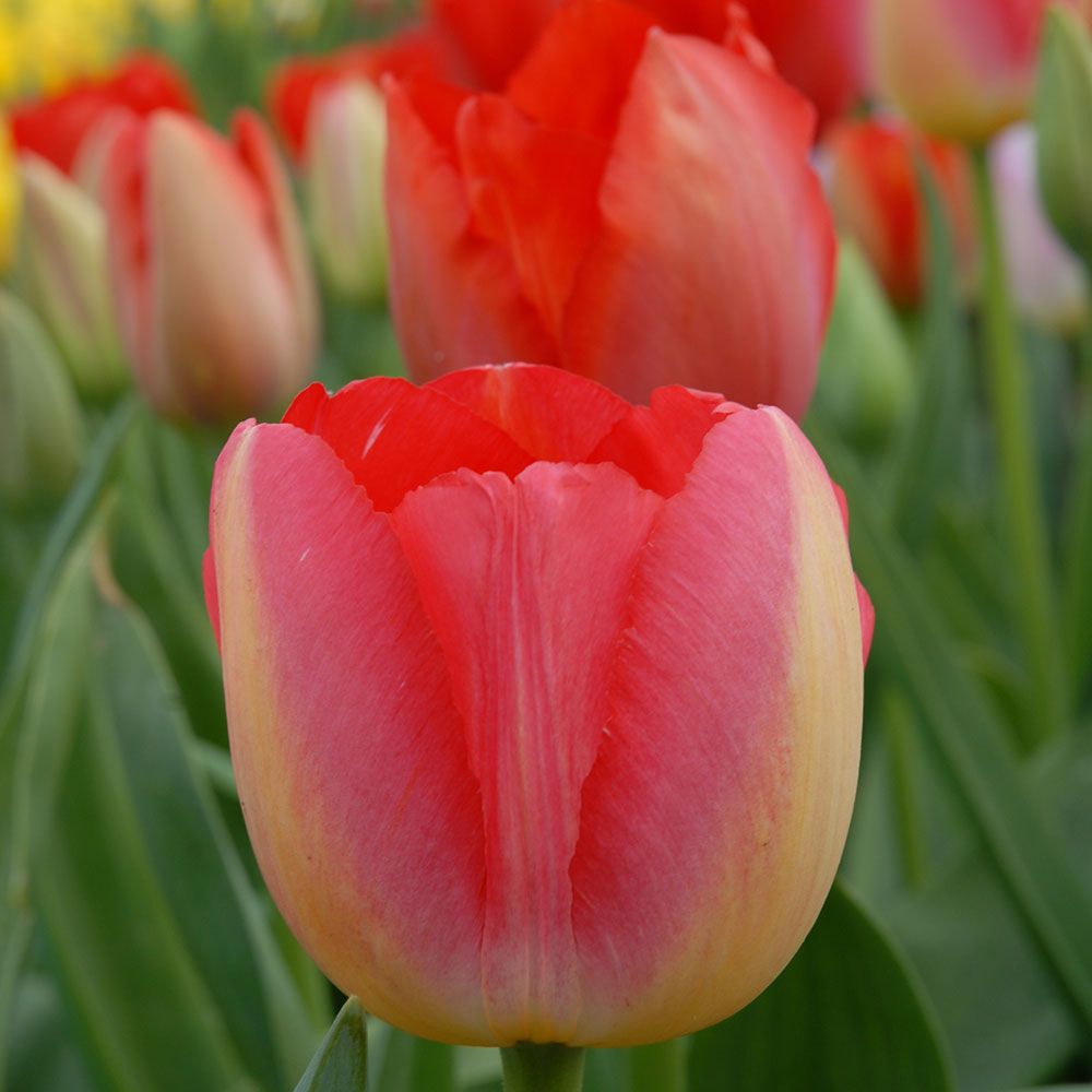 Tulip 'Judith Leyster'