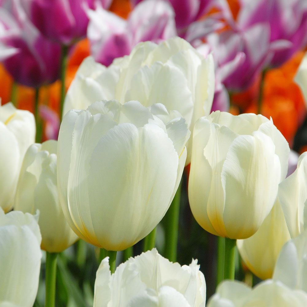 Tulip 'Pays Bas' | White Flower Farm