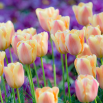  Tulip 'Apricot Foxx'