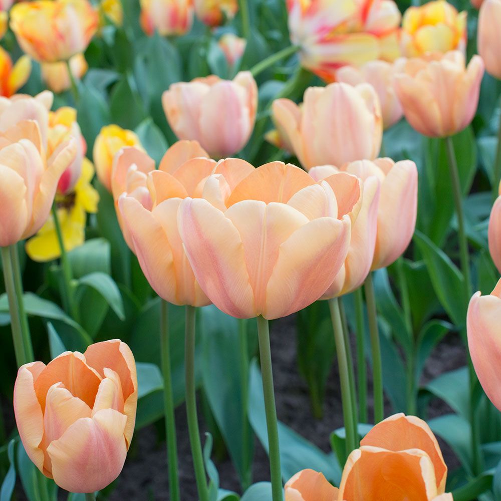 Tulip 'Apricot Foxx' | White Flower Farm