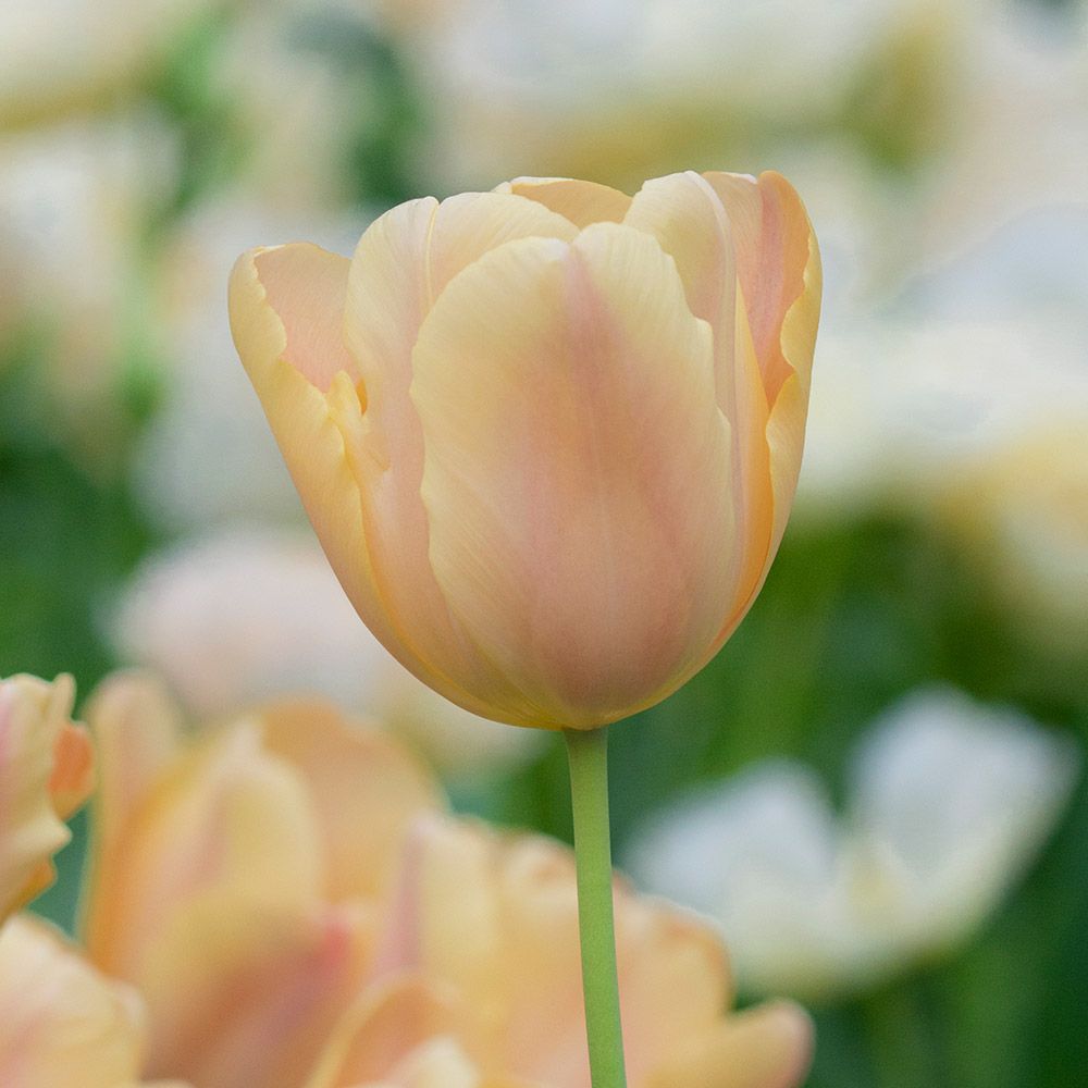 Tulip 'Apricot Foxx' | White Flower Farm