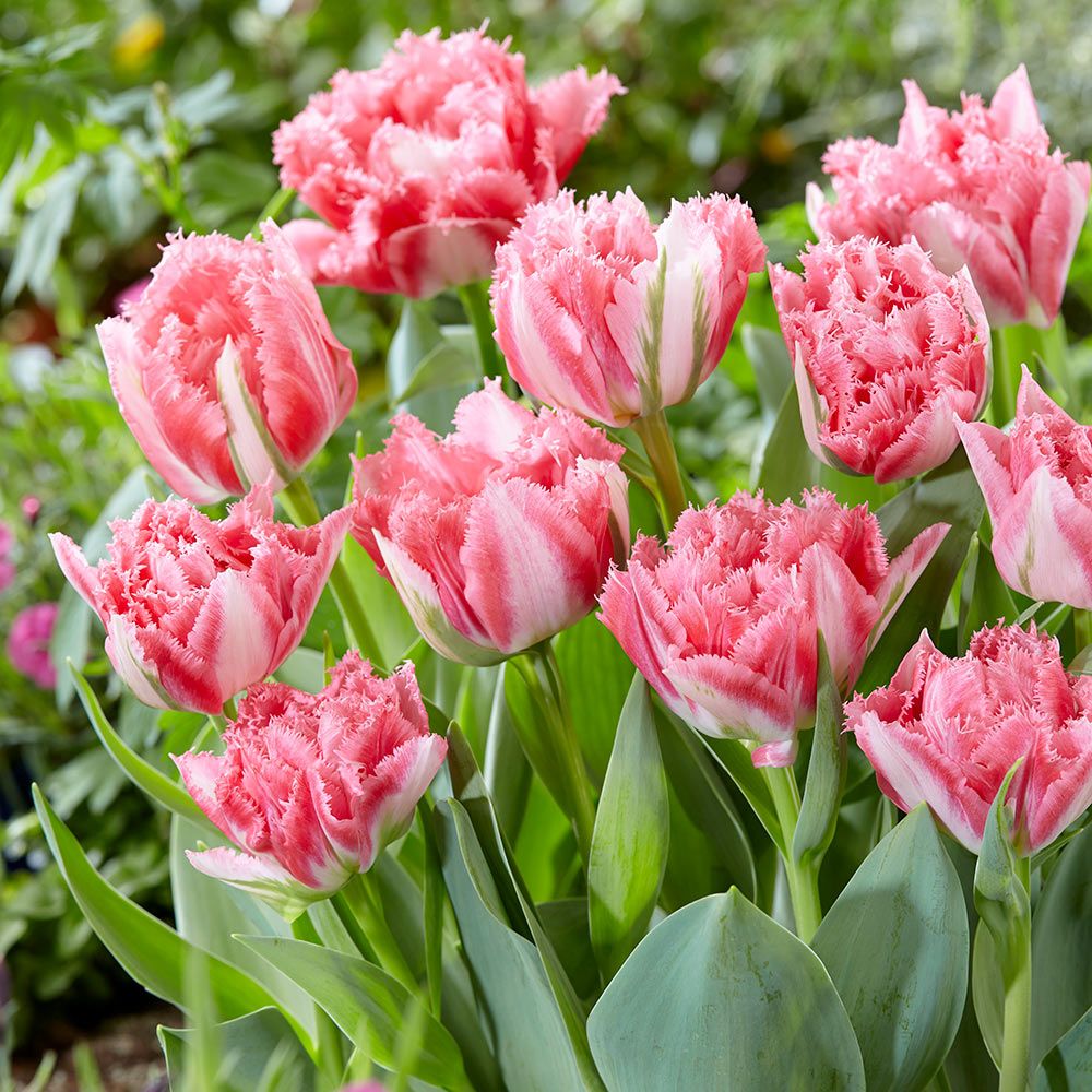 Tulip 'Crispion Sweet' White Flower Farm