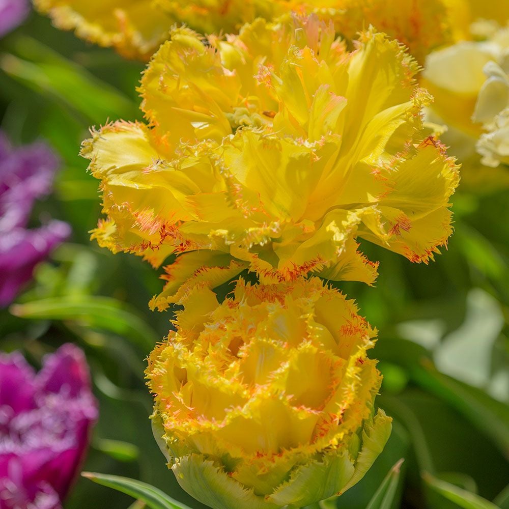 Tulip 'Golden Gate'