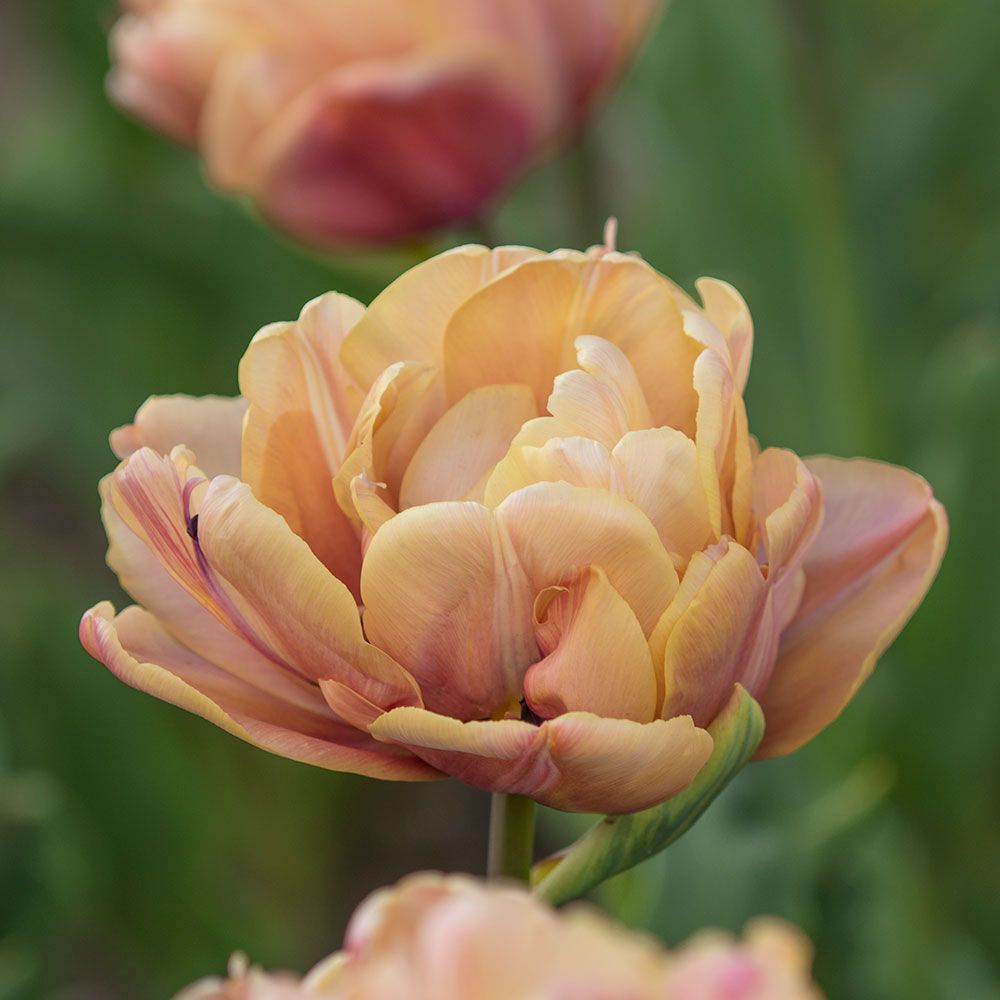 Tulip La Belle Epoque White Flower Farm