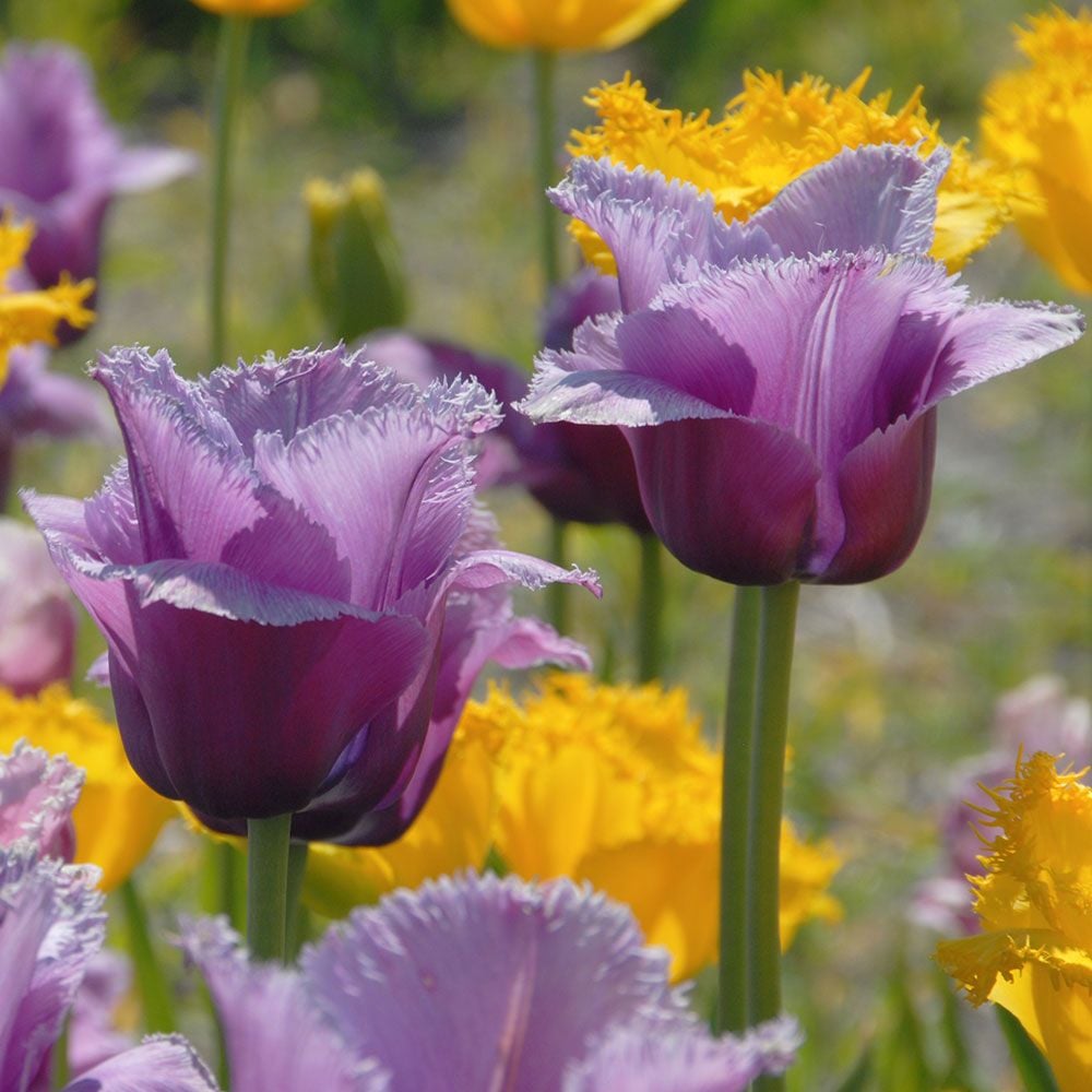 Tulip 'Louvre'