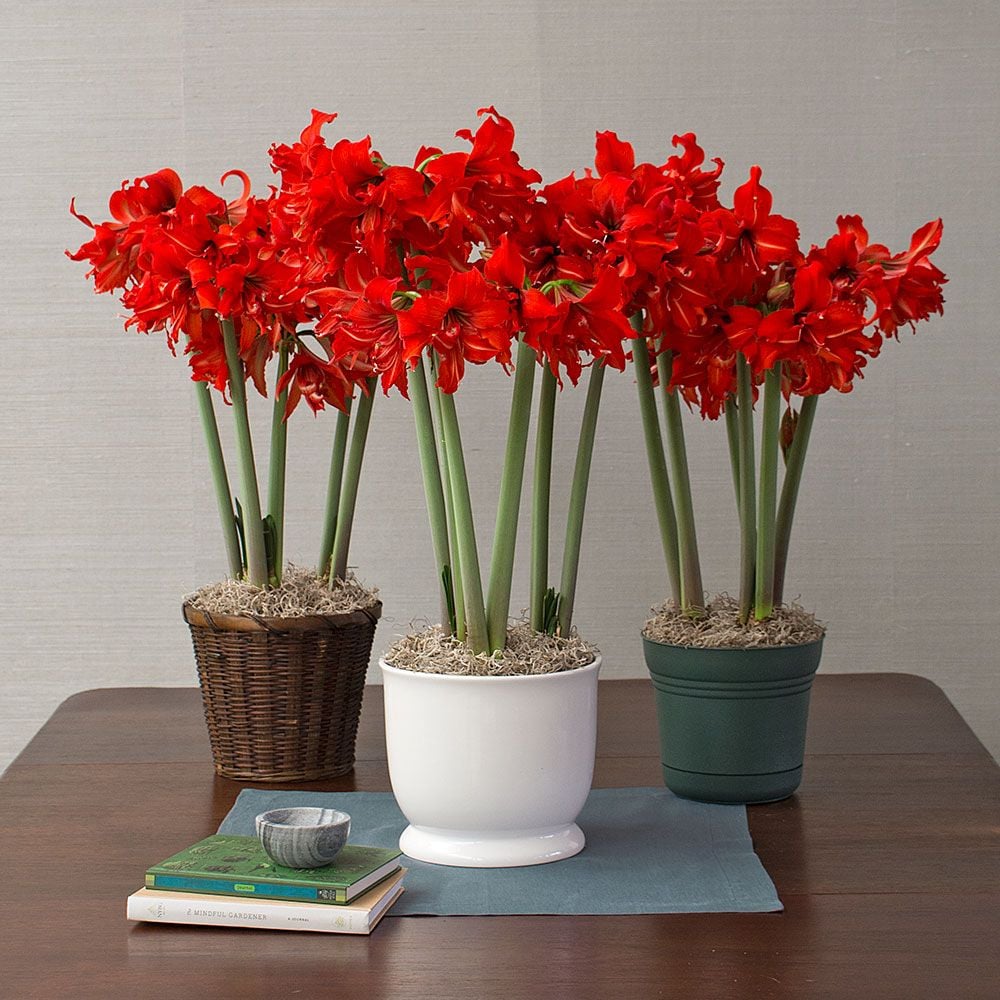 Amaryllis Fanfare® White Flower Farm
