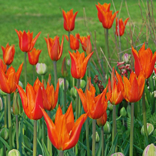 Tulip 'Ballerina' White Flower Farm