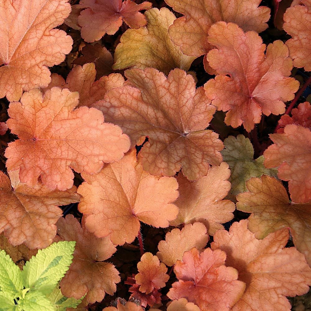 Heuchera 'Peach Flambe'