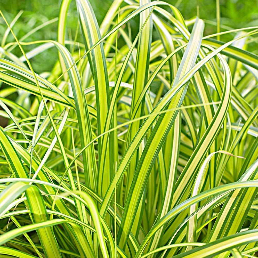 Ornamental Grass Carex Oshimensis Evercolor Eversheen White Flower Farm