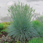  Festuca glauca Beyond Blue™