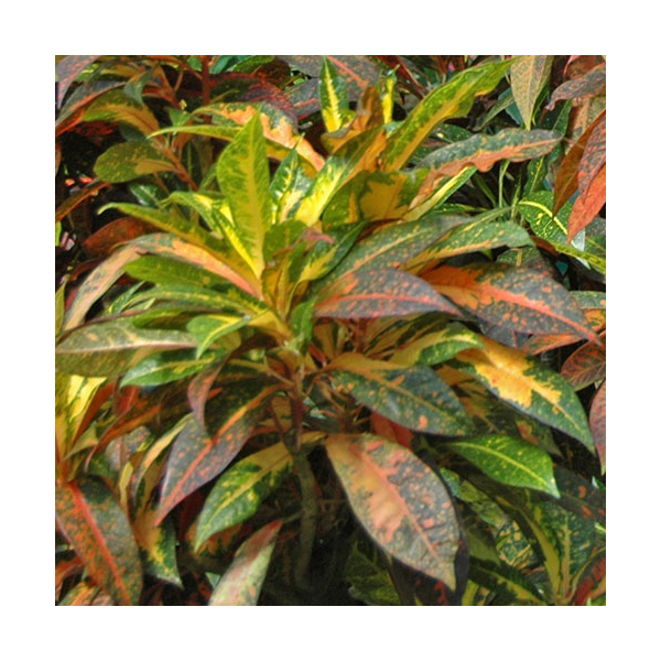 Flickering Flames Fall Collection White Flower Farm