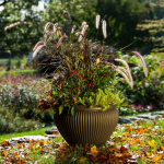  Season's Farewell Fall Container Garden