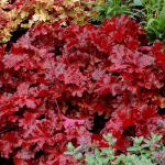  Heuchera Forever® Red