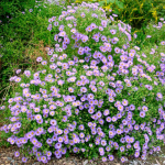  Symphyotrichum oblongifolium 'October Skies'