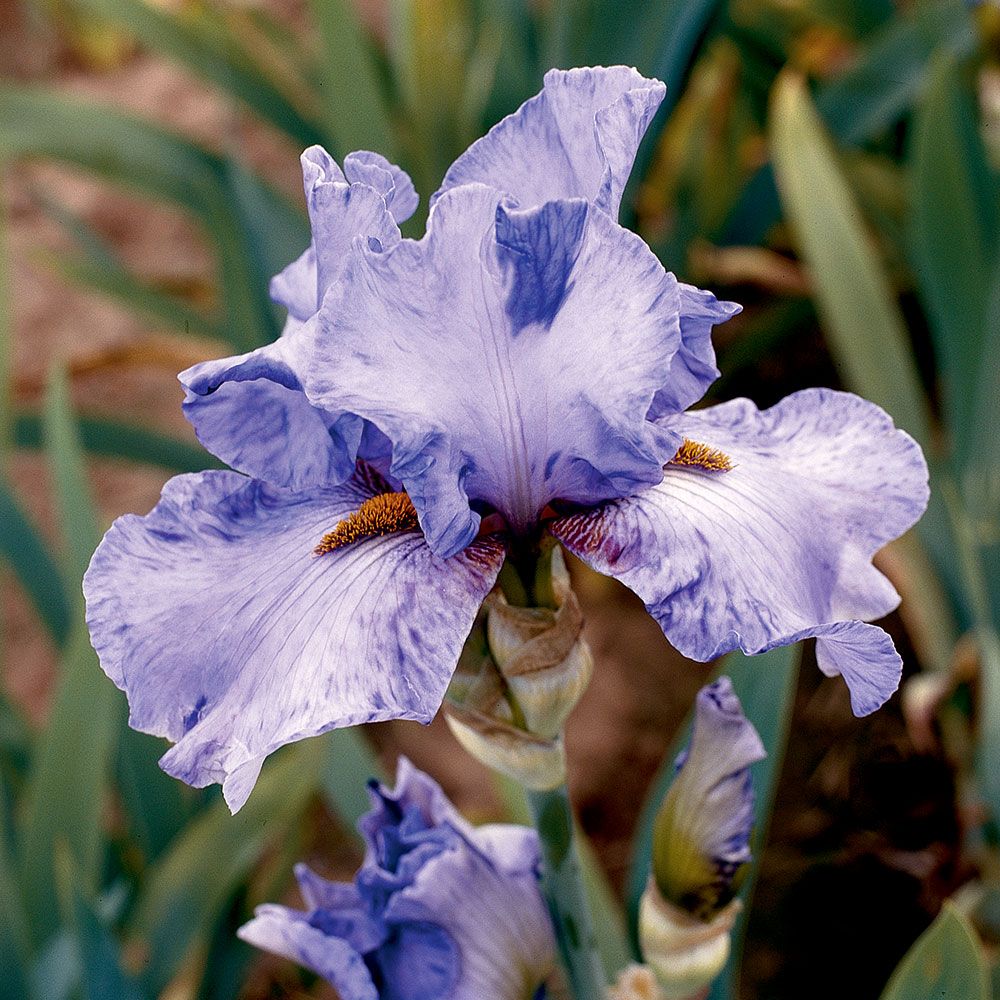 Iris germanica 'Elainealope' - Reblooming