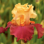  Iris germanica 'Frimousse'