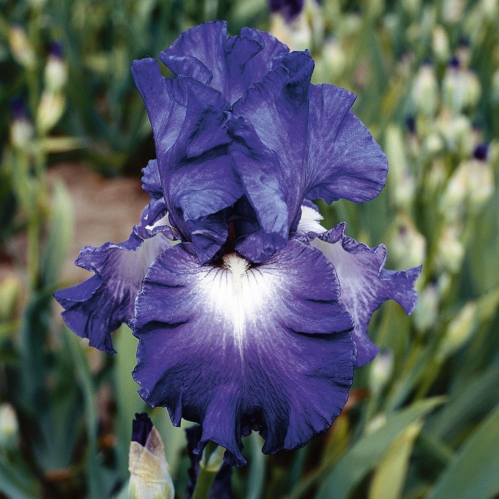 Iris germanica 'Speeding Again' - Reblooming
