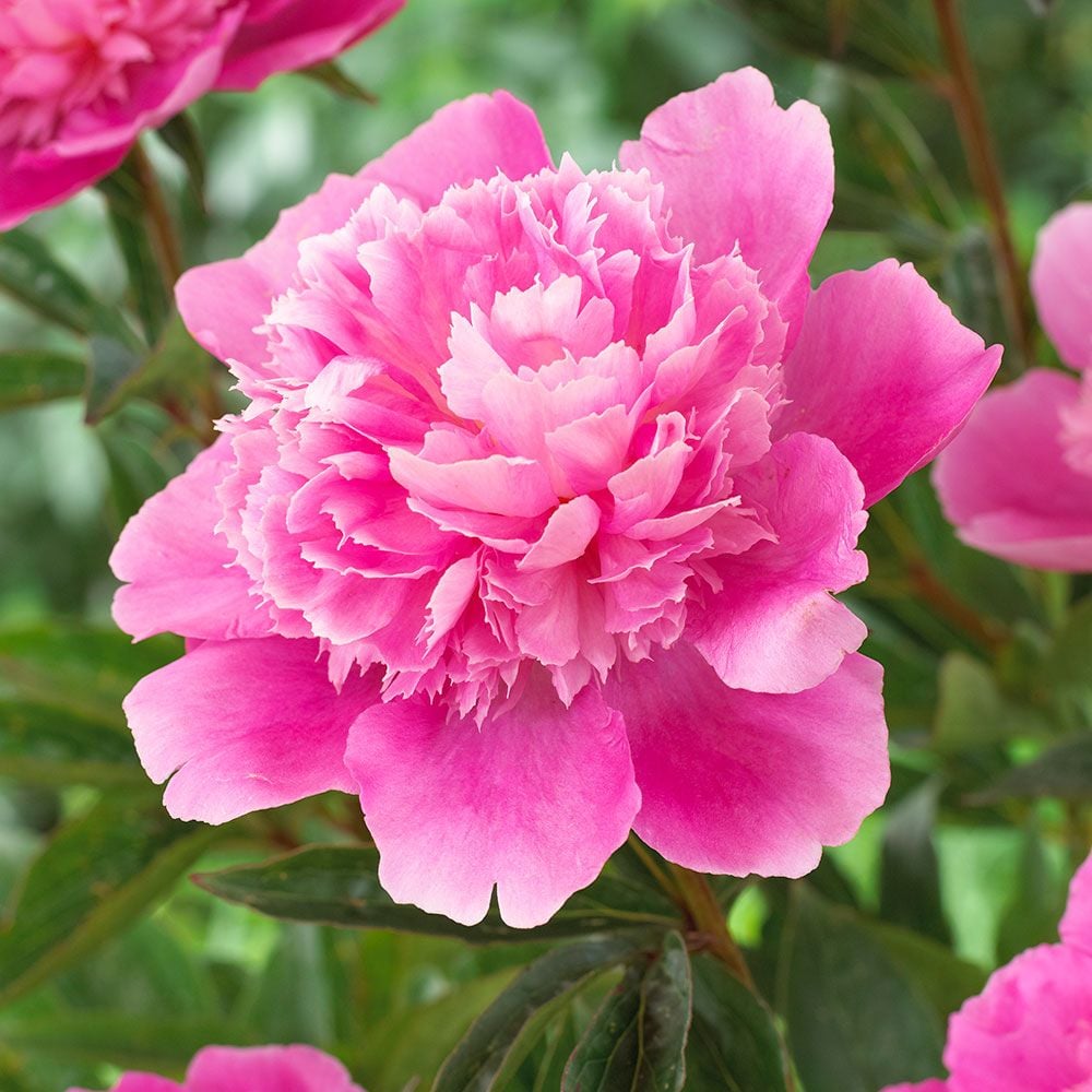 Peony 'Bouquet Perfect'