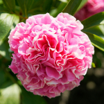  Peony 'Carnation Bouquet'