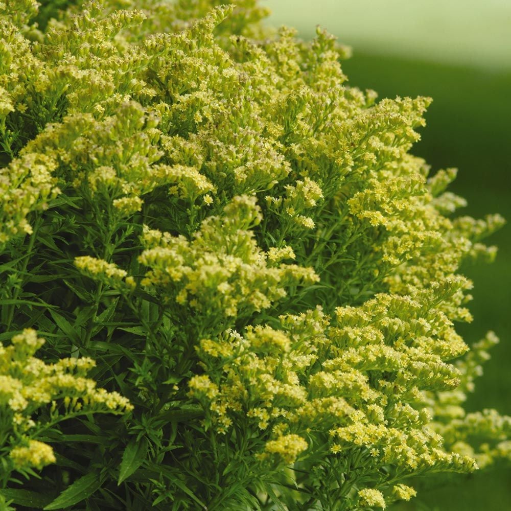 Solidago Little Lemon®