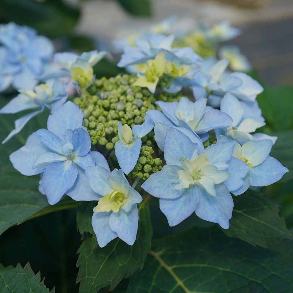 Sensation, Rose Schizophragma Aromantic様　hydrangea様セット　さぁやさま・:*+ False Creek Sugar - Vine Hydrangea 文房具・ステーショナリー