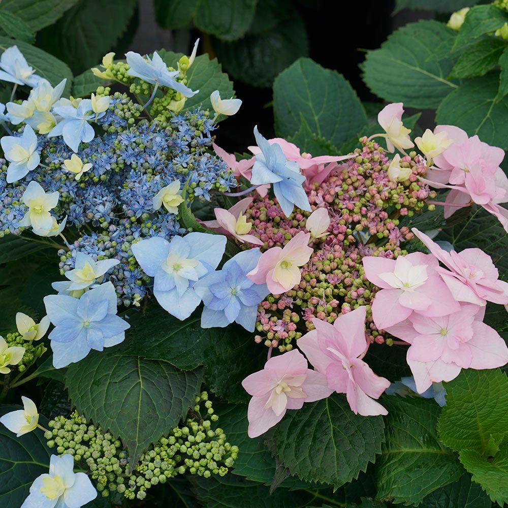 Aromantic様　hydrangea様セット　さぁやさま・:*+ Hydrangea serrata Tuff Stuff Ah-Ha® | White Flower Farm