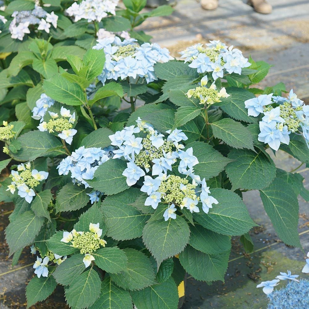 Hydrangea serrata Tuff Stuff Ah-Ha®