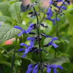  Salvia guaranitica 'Black and Bloom'