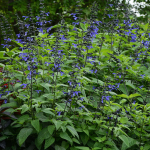  Salvia guaranitica 'Black and Bloom'