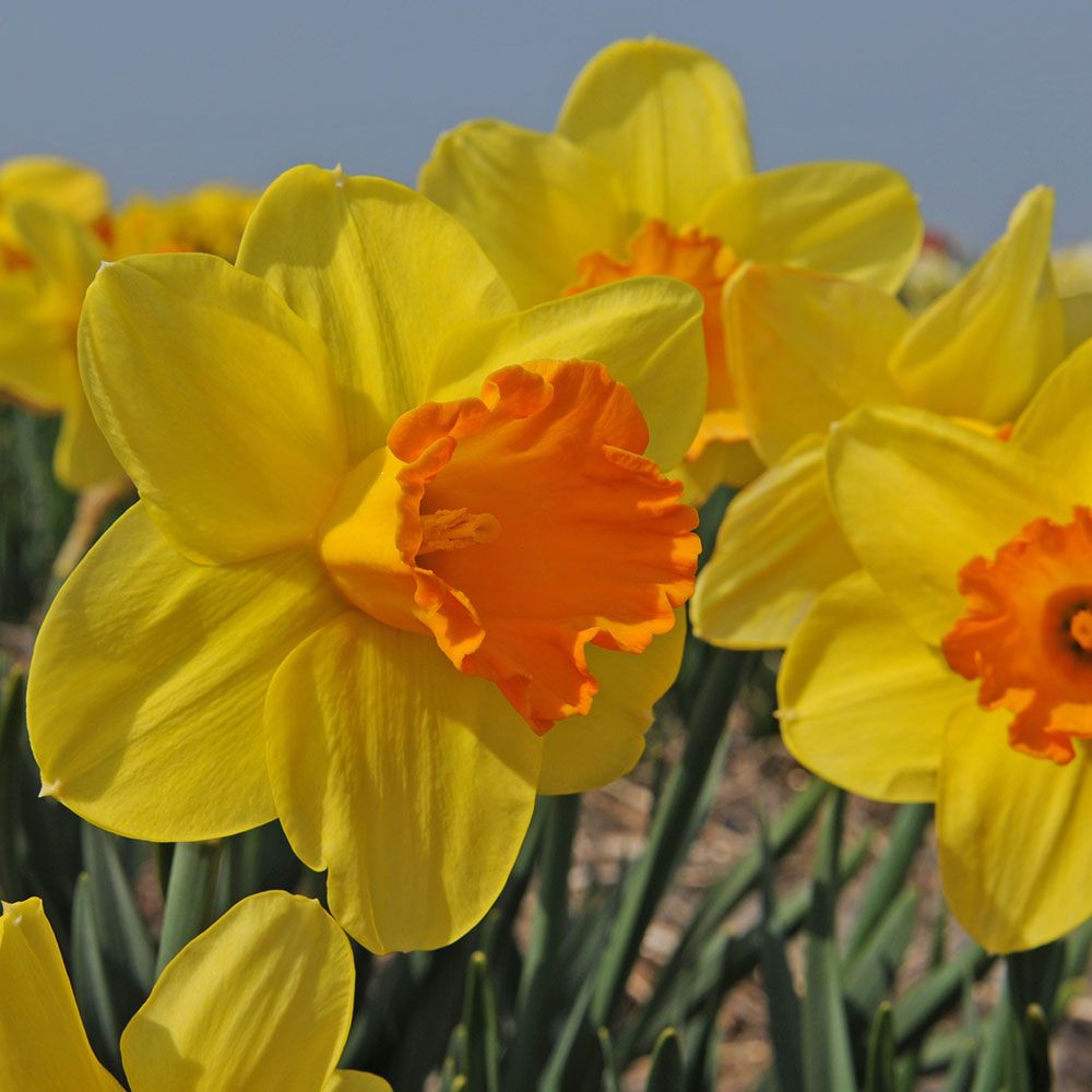 Narcissus 'Reed Wadsworth'