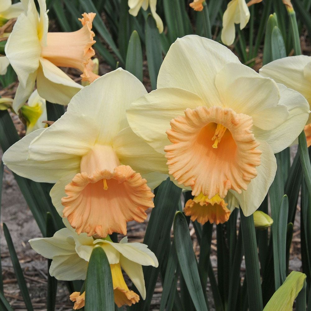 Narcissus 'Ruby Shu'