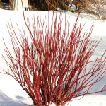  Cornus stolonifera Arctic Fire® Red