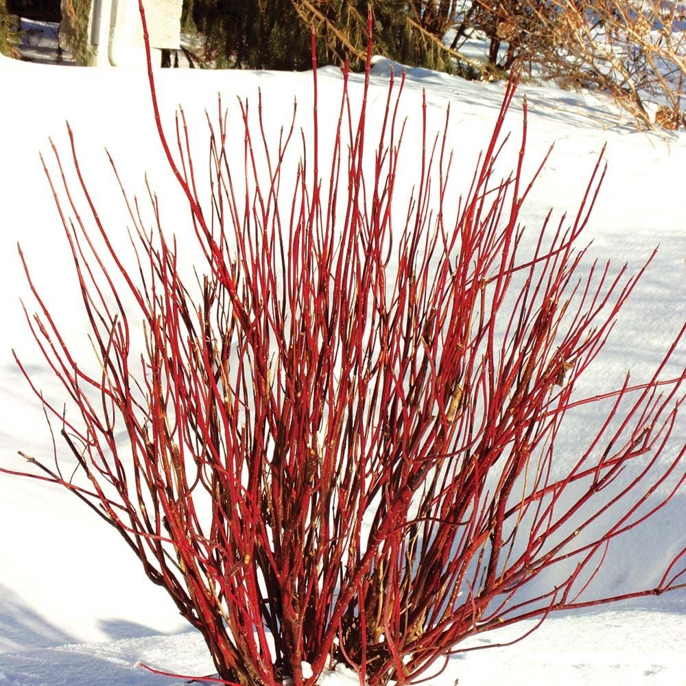 Cornus stolonifera Arctic Fire® Red
