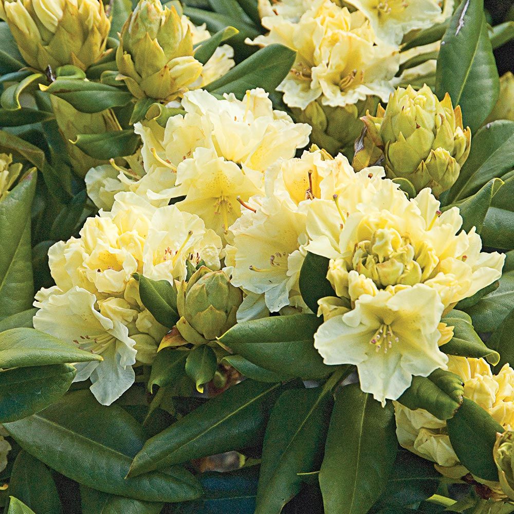 Rhododendron Capistrano White Flower Farm