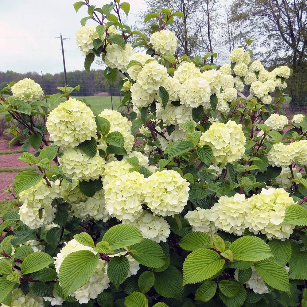 Viburnum plicatum Opening Day™ White Flower Farm