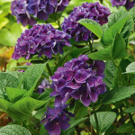 Hydrangeas by Category