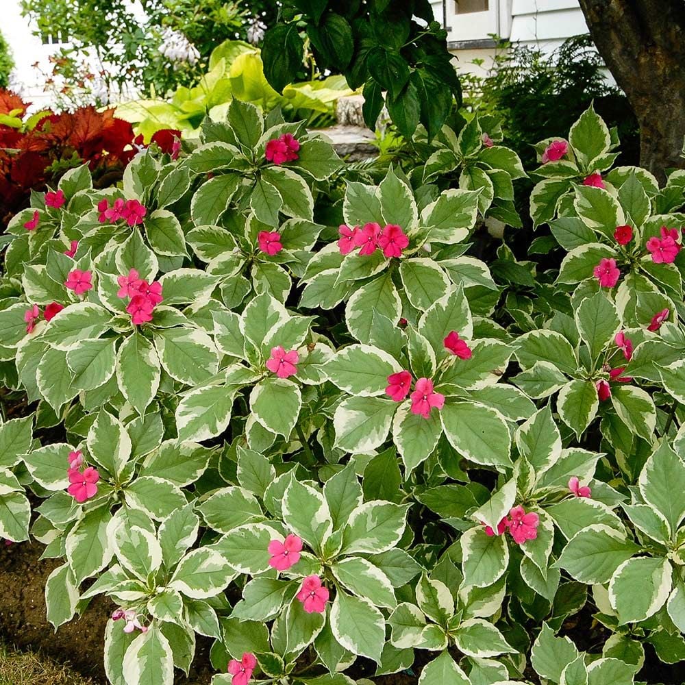 Impatiens walleriana 'Variegata' White Flower Farm