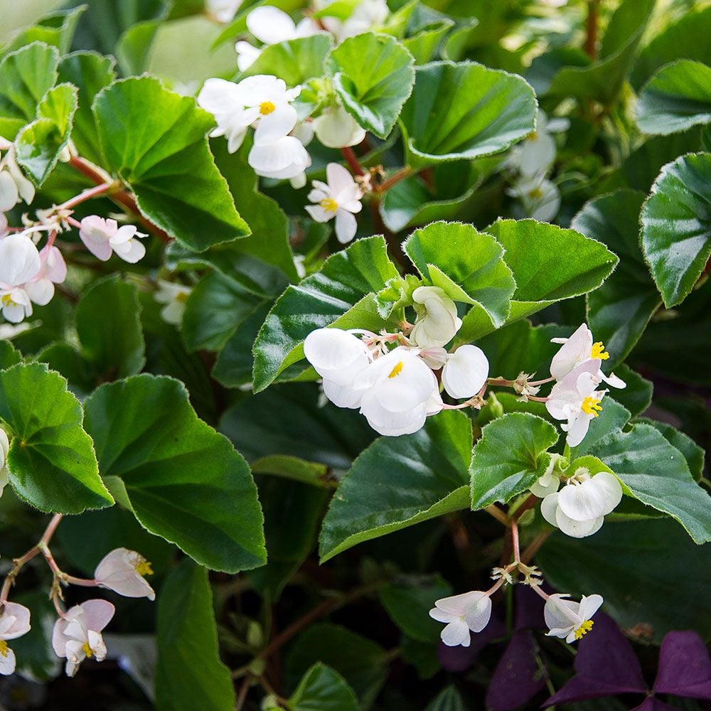 Begonia BabyWing® White