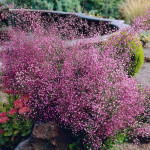  Thalictrum delavayi 'Hewitt's Double'